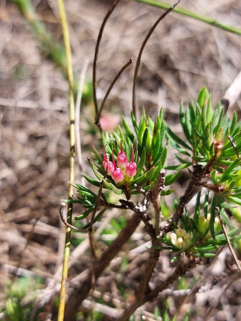Darwinia diminuta photo 5