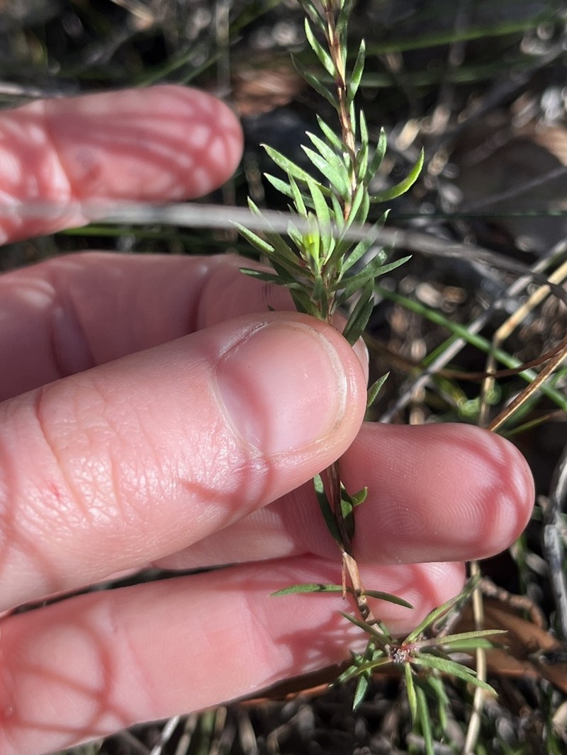 Darwinia diminuta photo 6