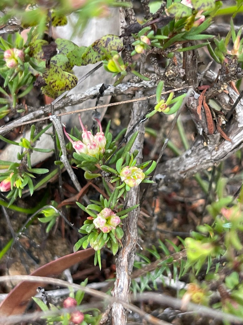 Darwinia diminuta photo 7