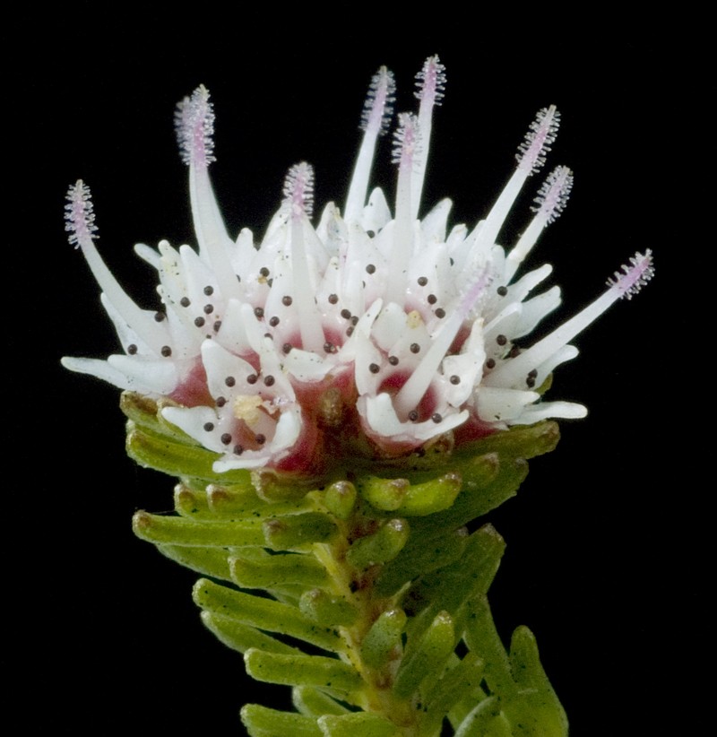 Darwinia diosmoides