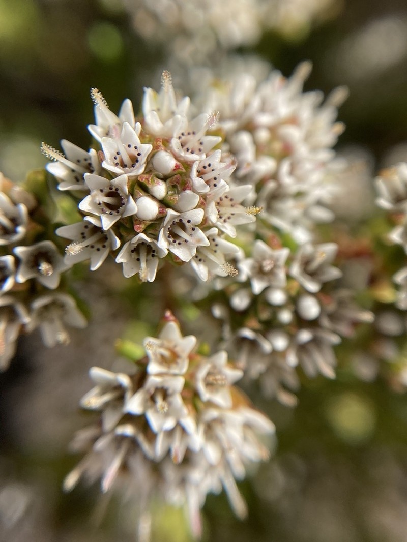 Darwinia diosmoides photo 2