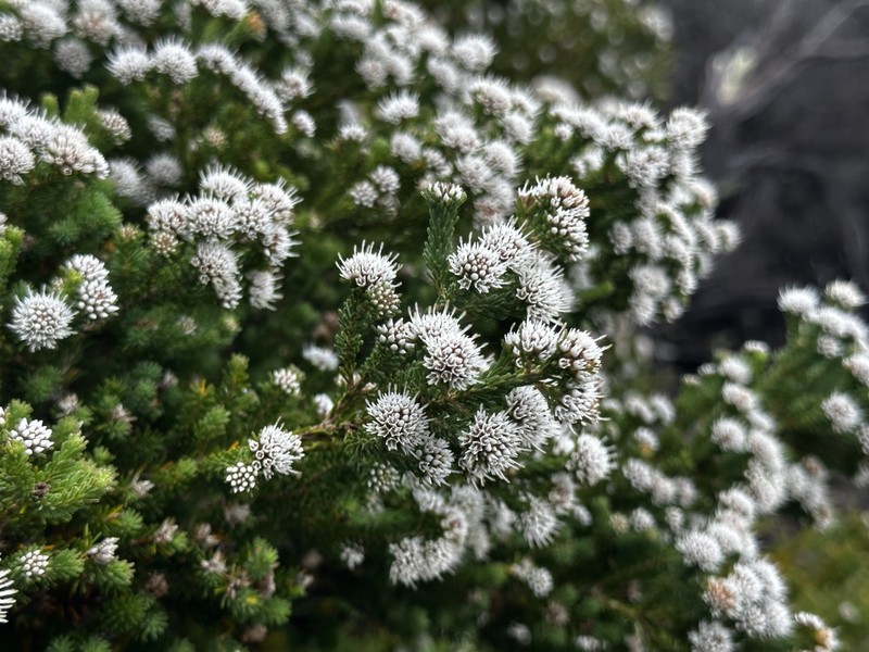 Darwinia diosmoides photo 3