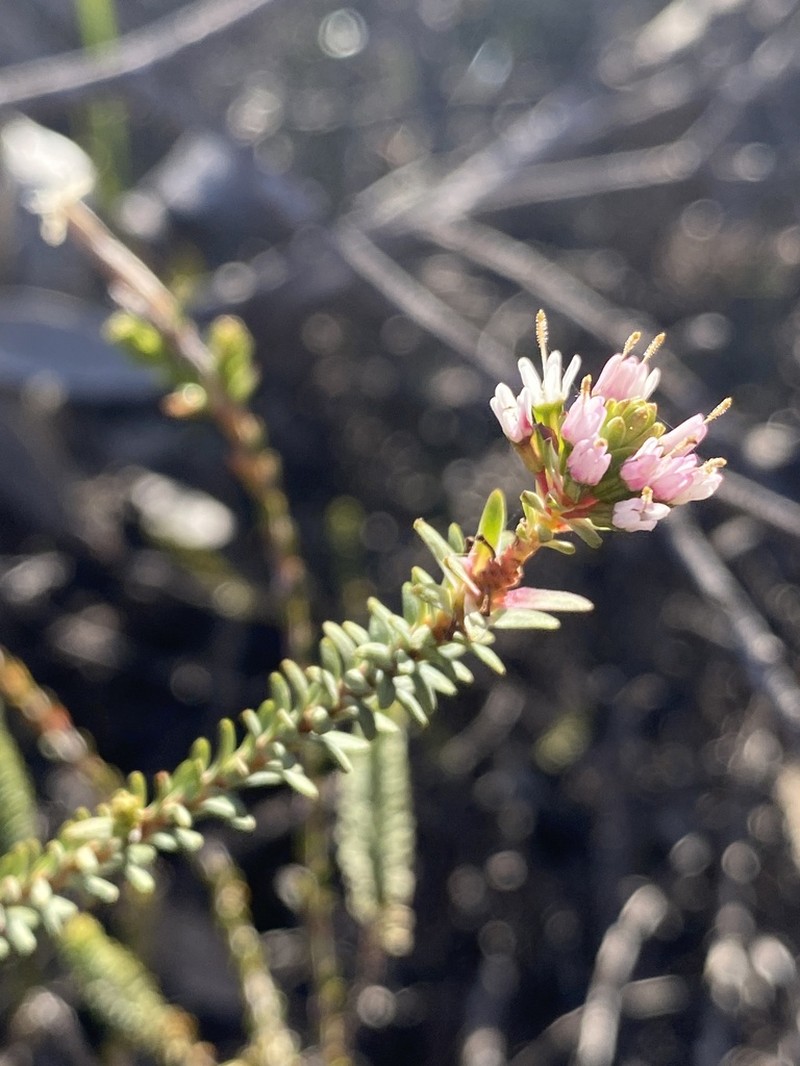 Darwinia diosmoides photo 4