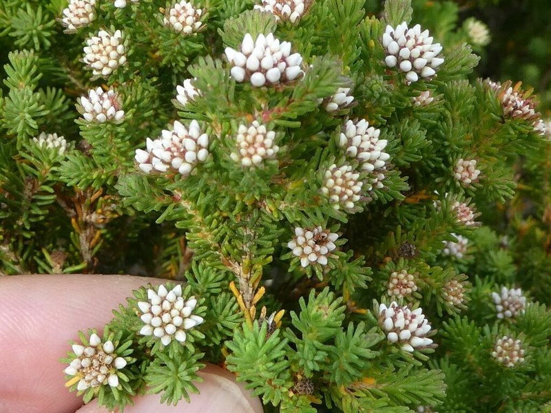 Darwinia diosmoides photo 6