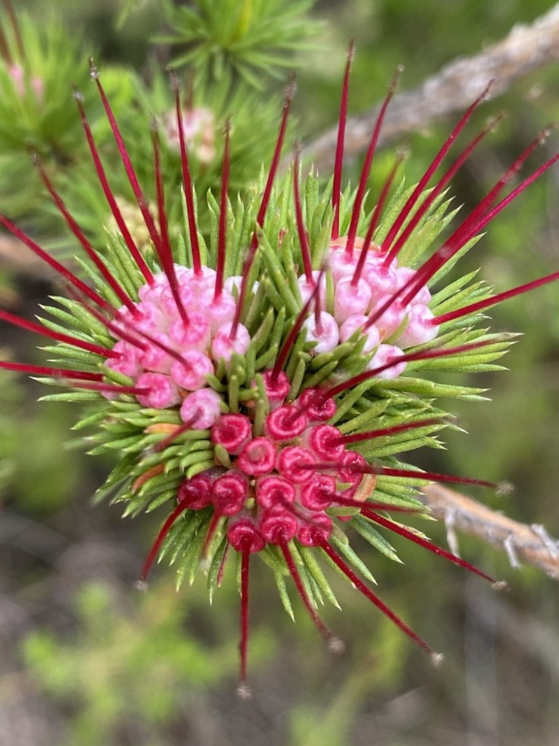 Darwinia fascicularis photo 2