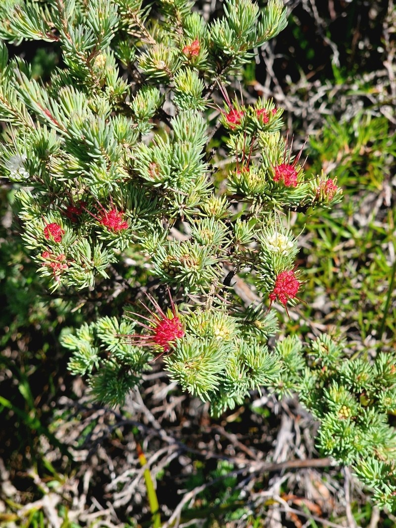 Darwinia fascicularis photo 3