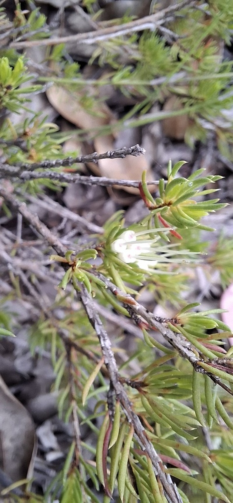 Darwinia fascicularis photo 4