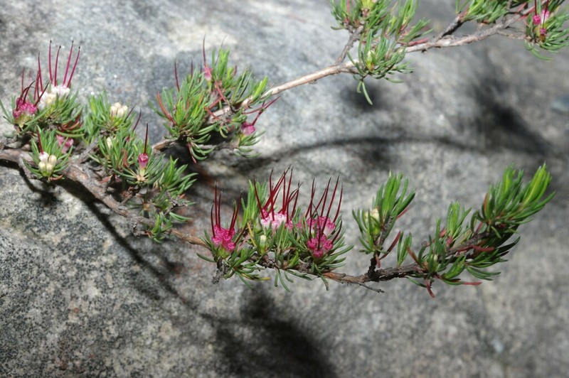 Darwinia fascicularis photo 5