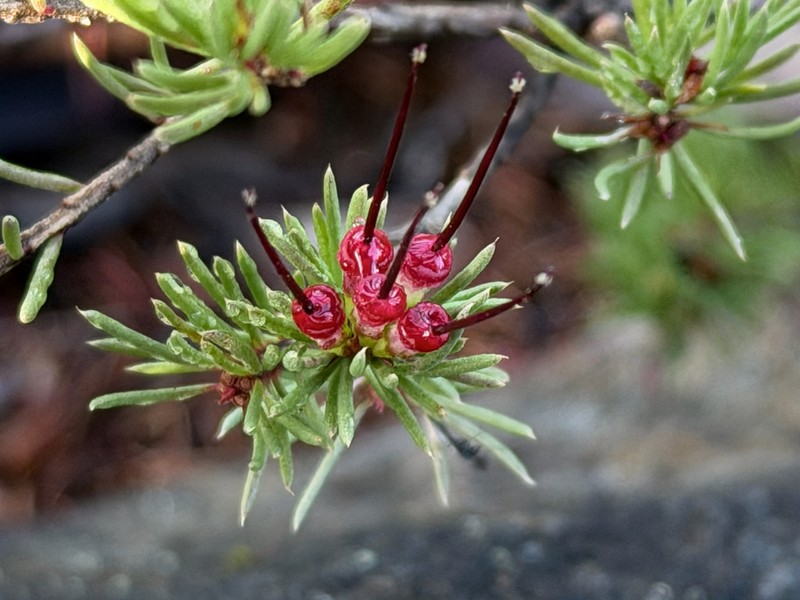 Darwinia fascicularis photo 6