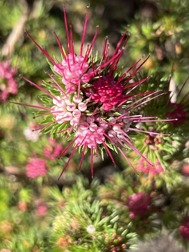 Darwinia fascicularis photo 7