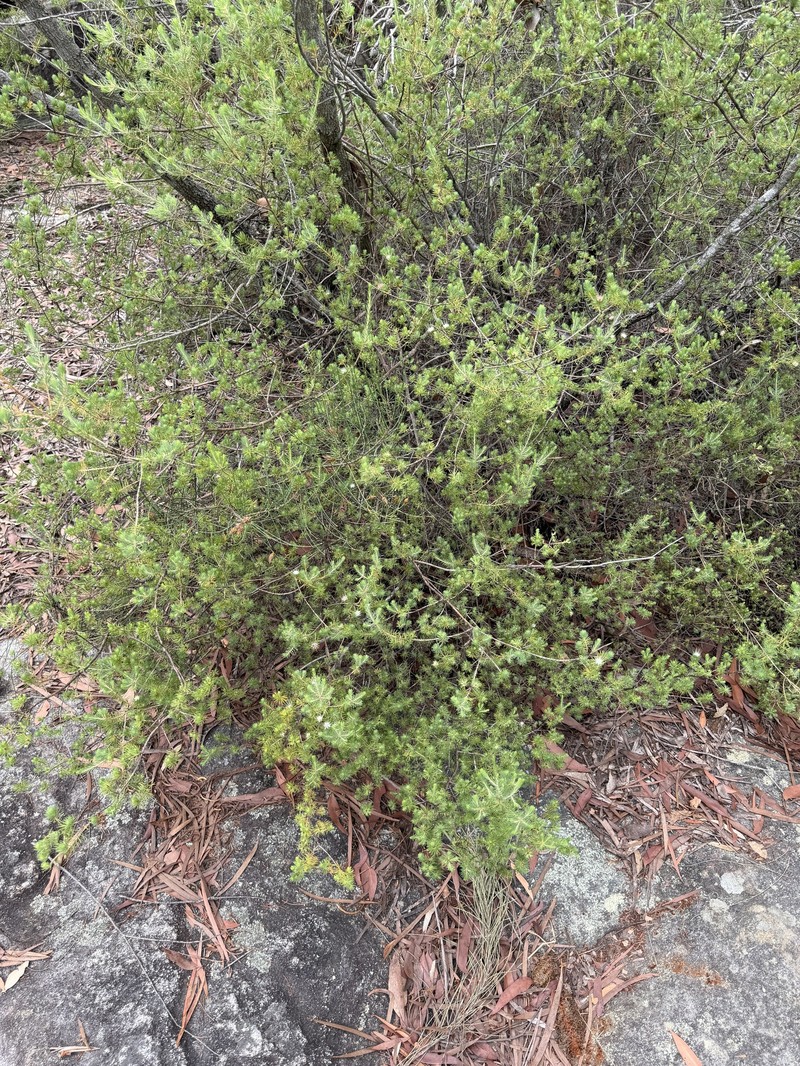 Darwinia fascicularis subsp. fascicularis