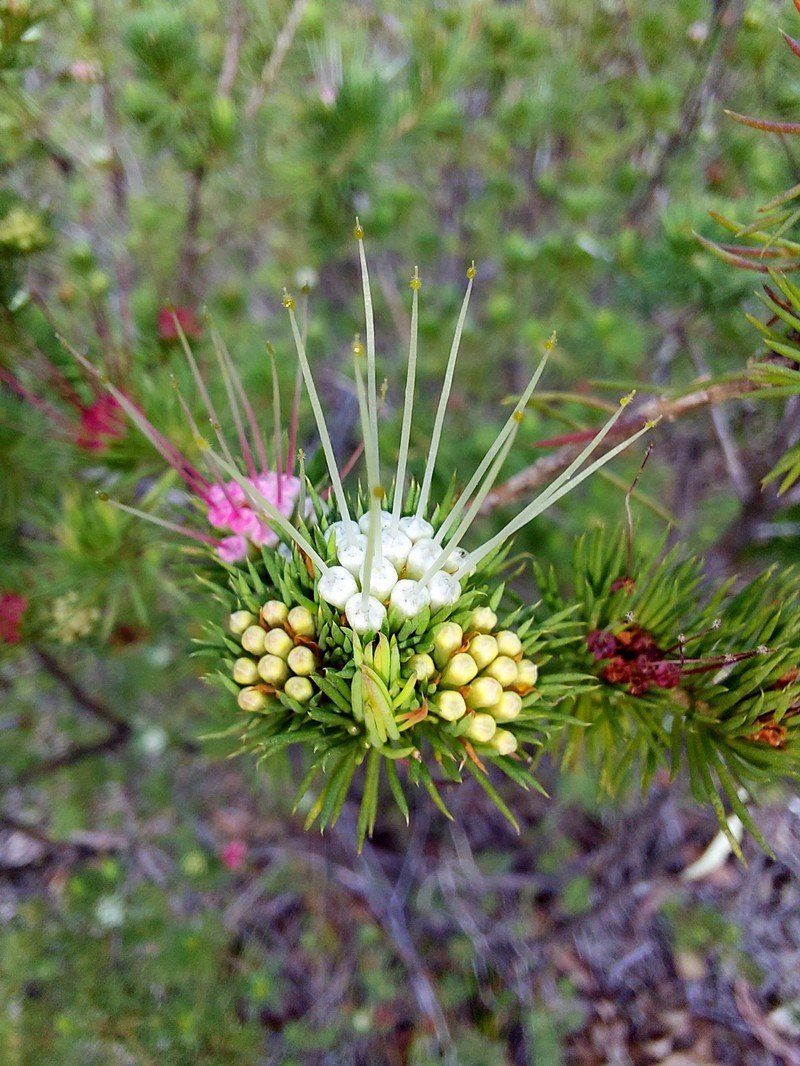 Darwinia fascicularis subsp. fascicularis photo 2