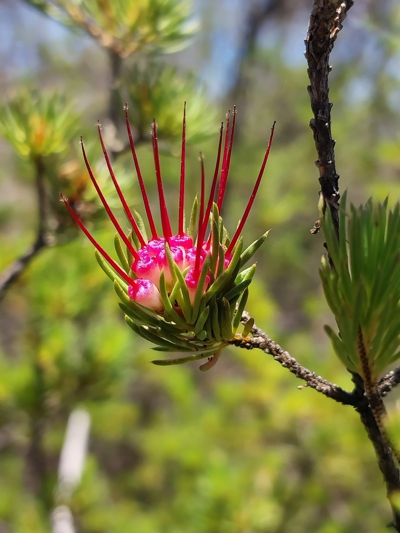 Darwinia fascicularis subsp. fascicularis photo 3
