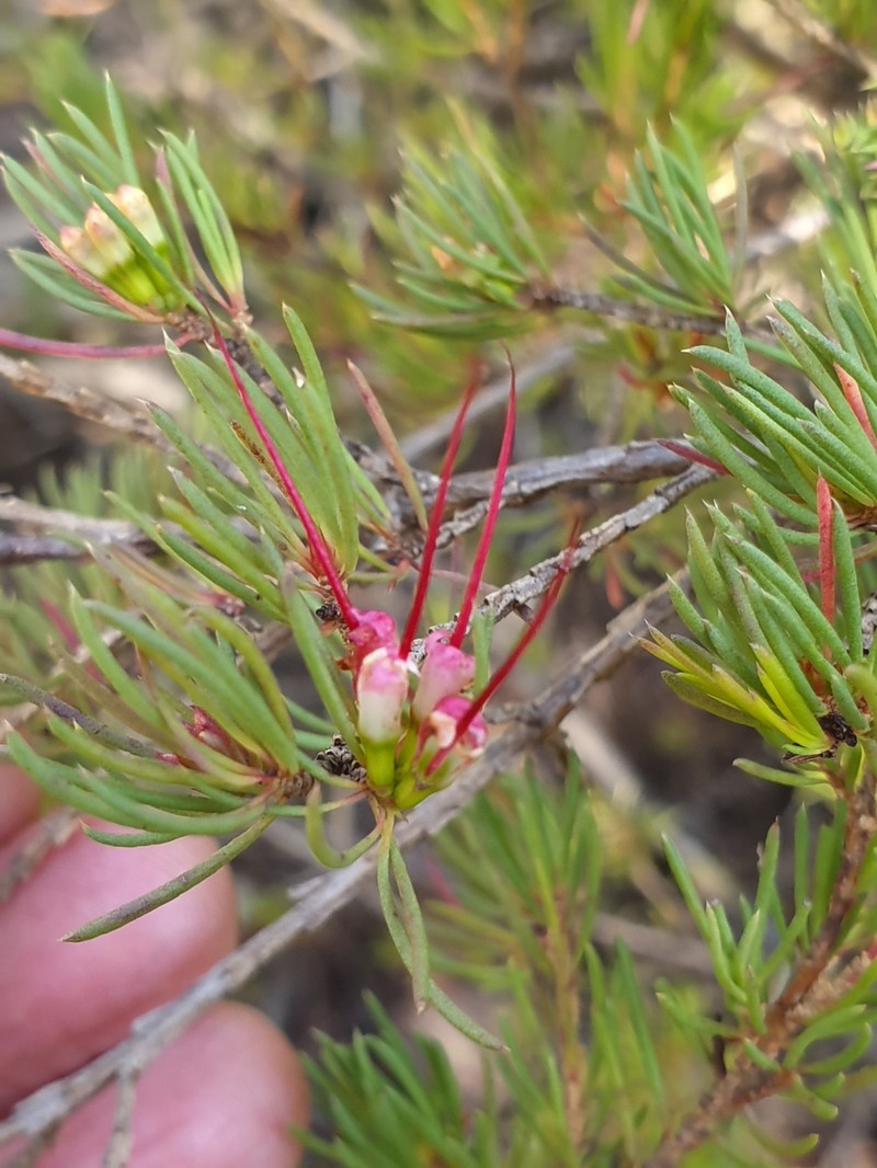 Darwinia fascicularis subsp. fascicularis photo 4