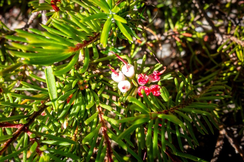 Darwinia fascicularis subsp. oligantha