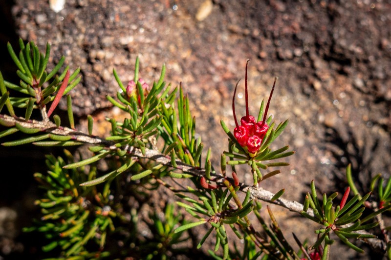 Darwinia fascicularis subsp. oligantha photo 2