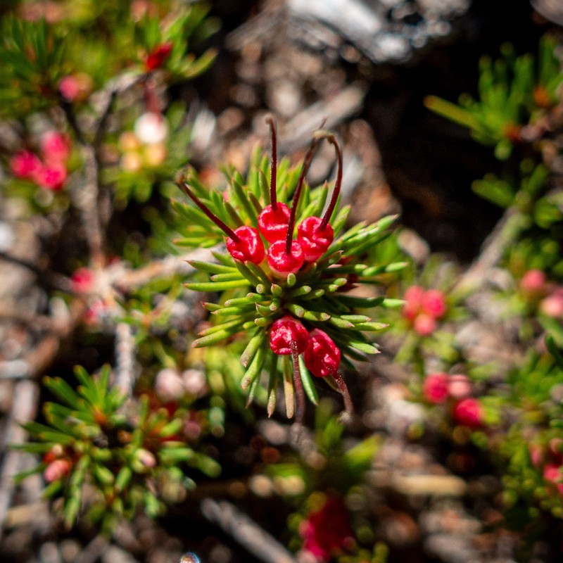 Darwinia fascicularis subsp. oligantha photo 3