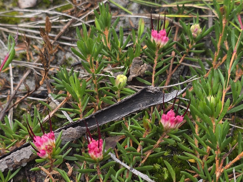 Darwinia fascicularis subsp. oligantha photo 4