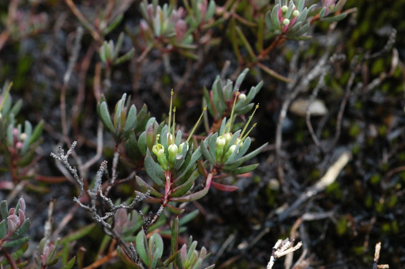 Darwinia glaucophylla