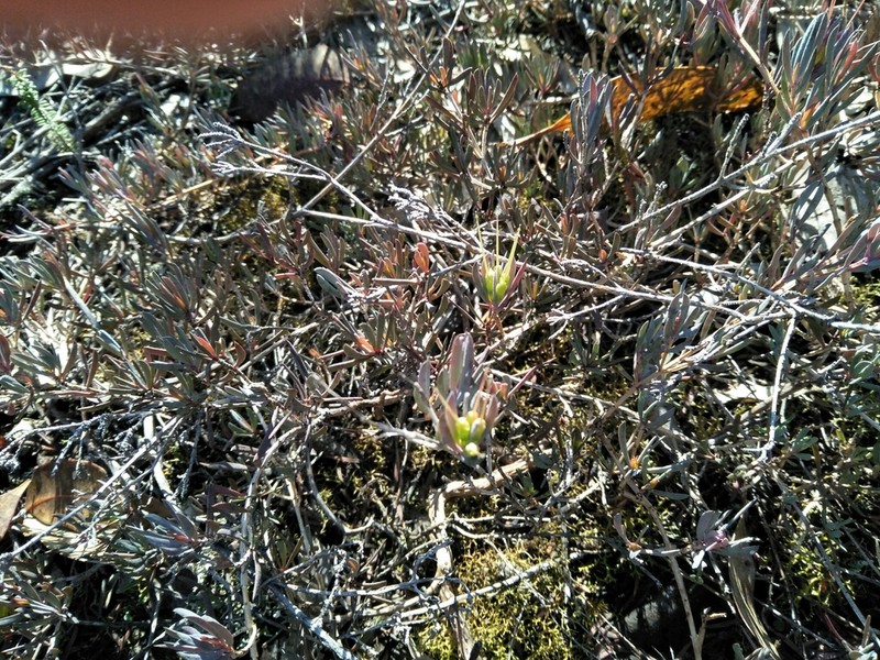 Darwinia glaucophylla photo 2