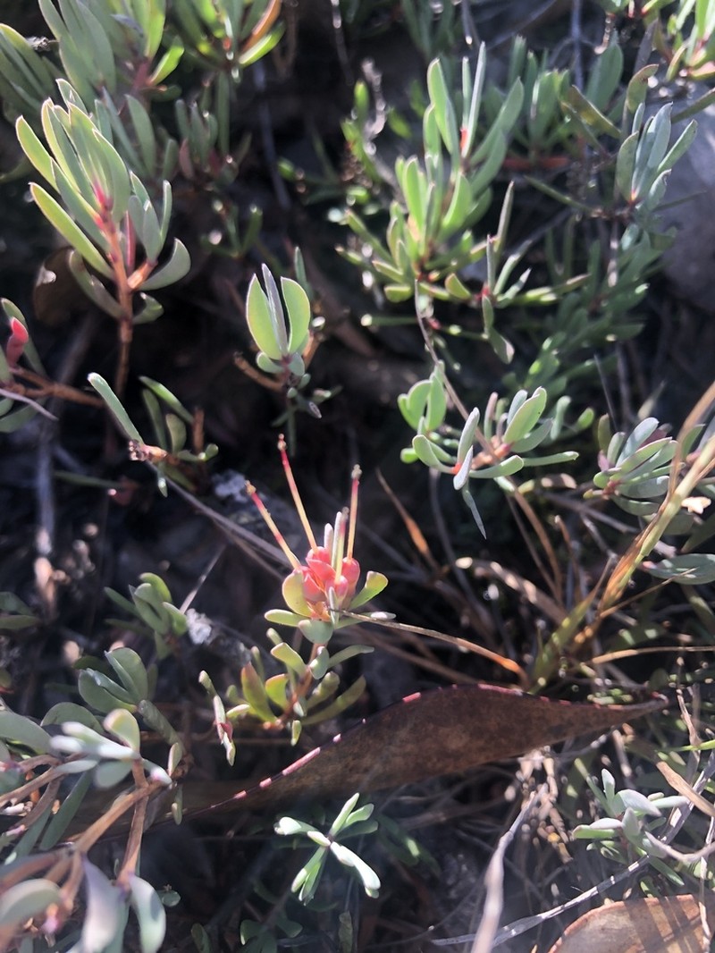 Darwinia glaucophylla photo 3