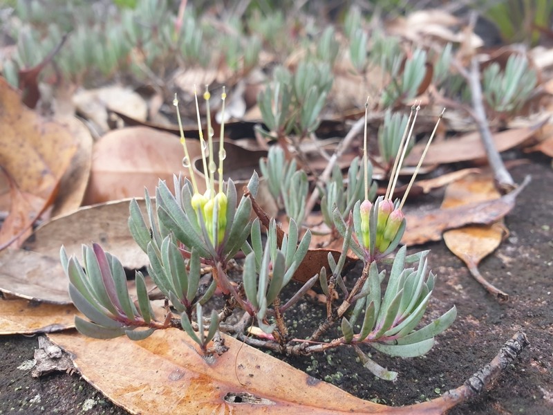 Darwinia glaucophylla photo 4