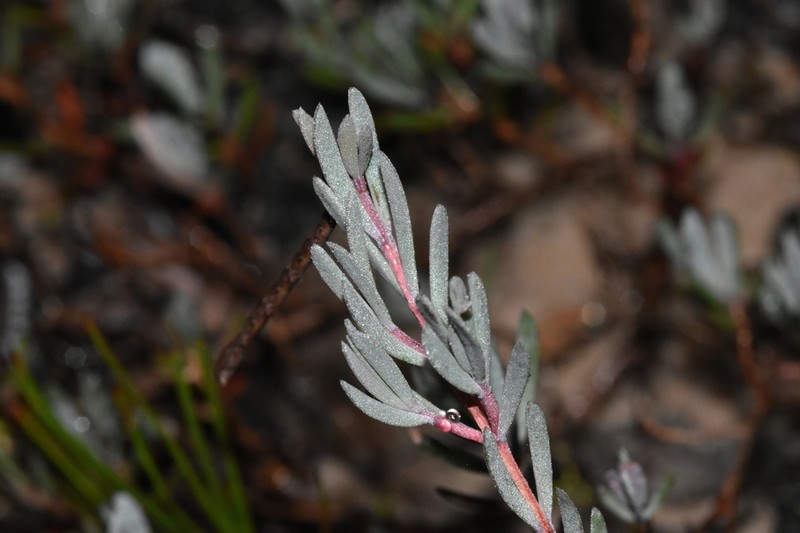 Darwinia glaucophylla photo 5