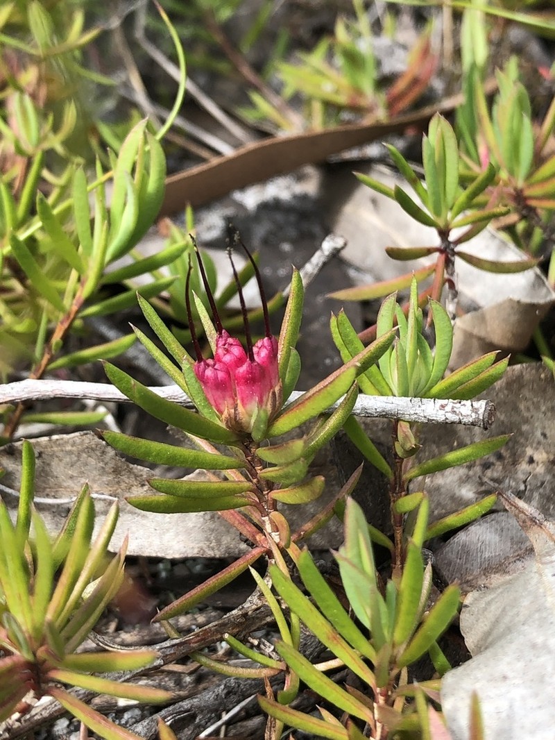 Darwinia grandiflora photo 2
