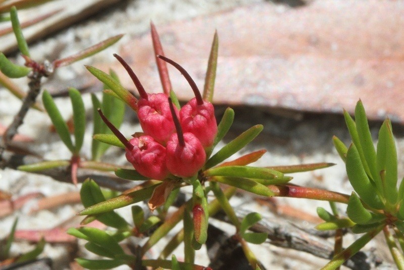 Darwinia grandiflora photo 3
