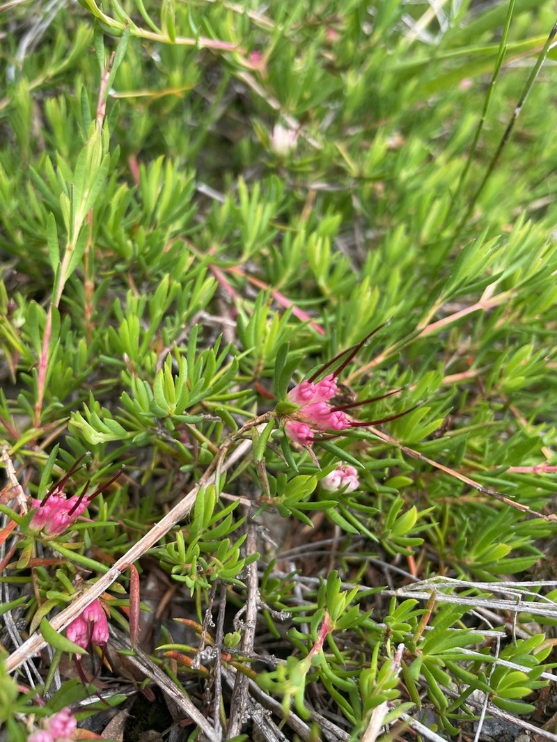 Darwinia grandiflora photo 4