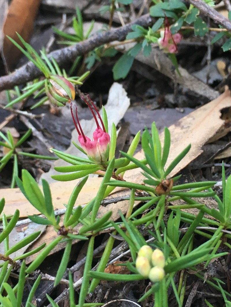 Darwinia grandiflora photo 5
