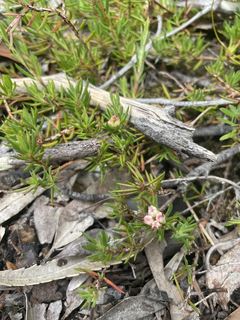 Darwinia grandiflora photo 6