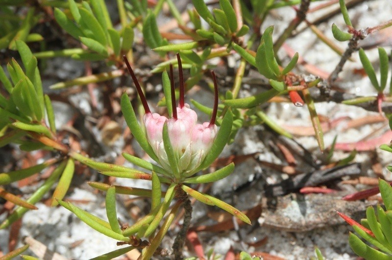 Darwinia grandiflora photo 7