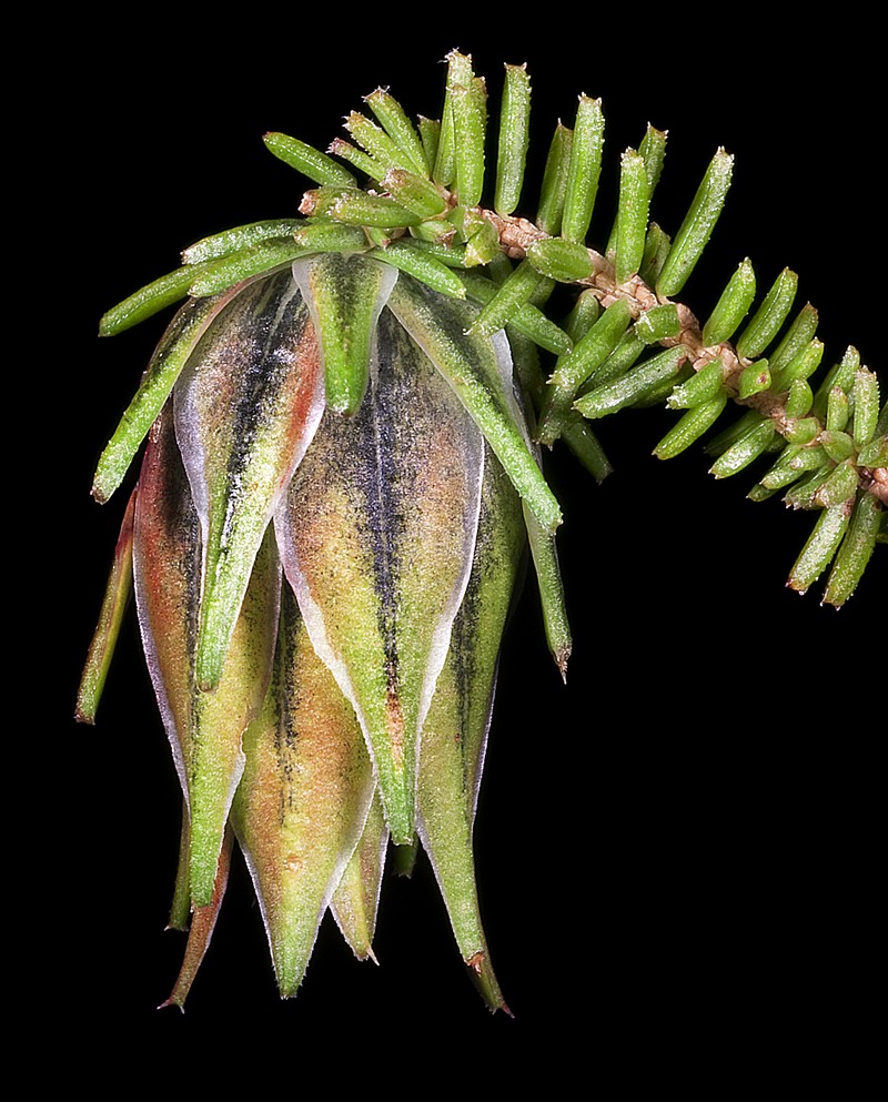Darwinia helichrysoides