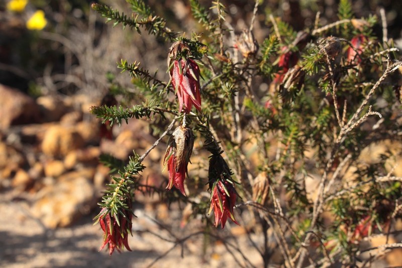 Darwinia helichrysoides photo 2