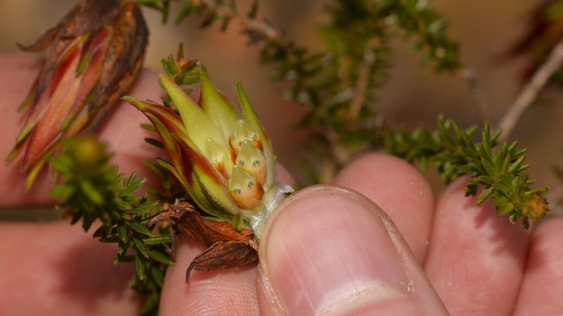 Darwinia helichrysoides photo 3