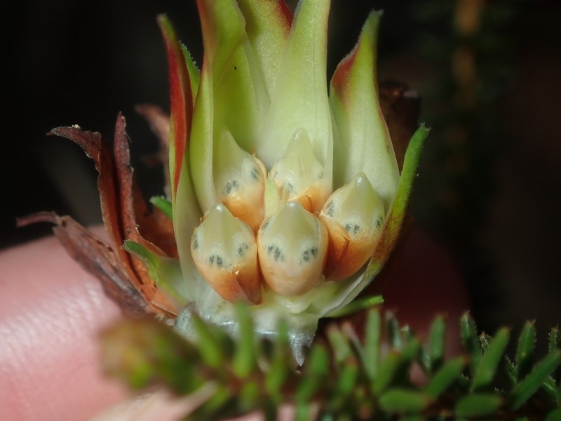 Darwinia helichrysoides photo 4