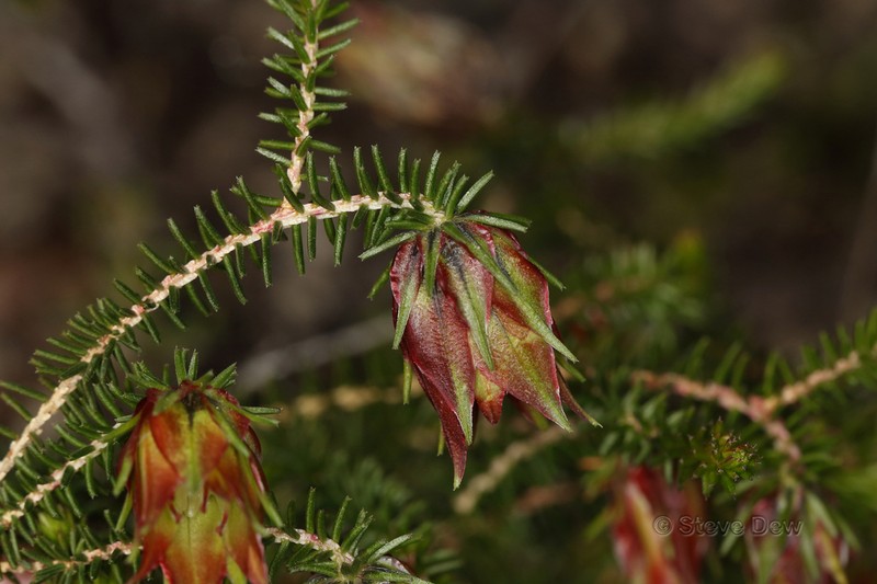 Darwinia helichrysoides photo 5