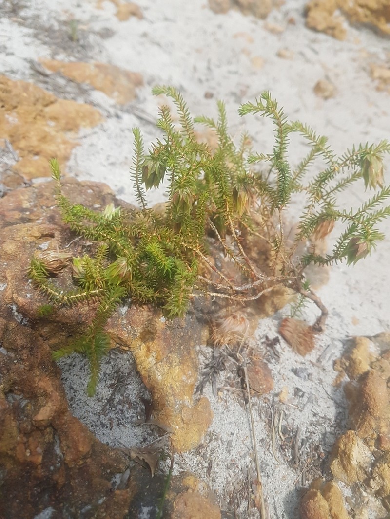 Darwinia helichrysoides photo 6