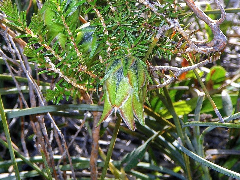Darwinia helichrysoides photo 7