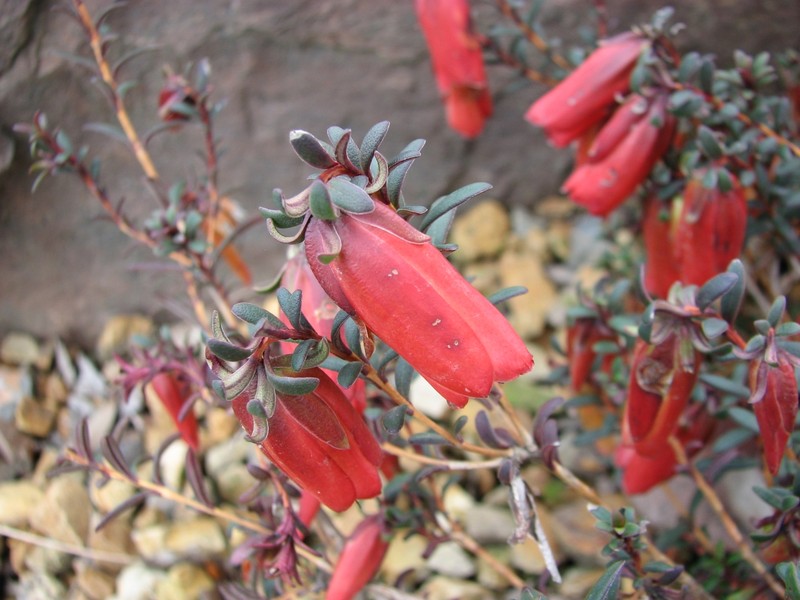 Darwinia hypericifolia