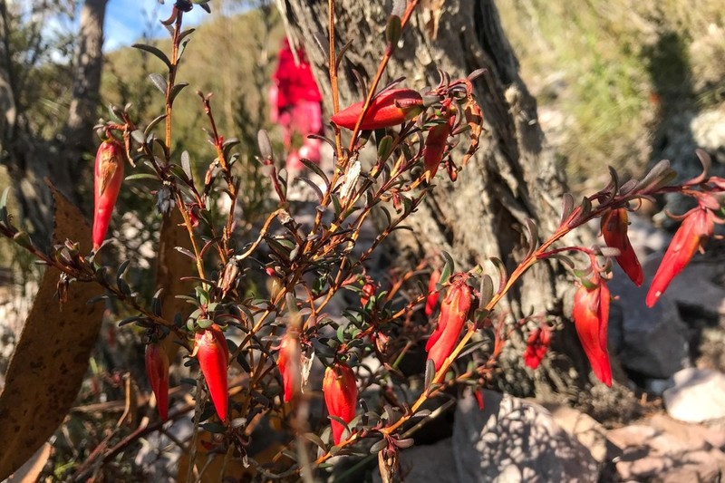 Darwinia hypericifolia photo 2