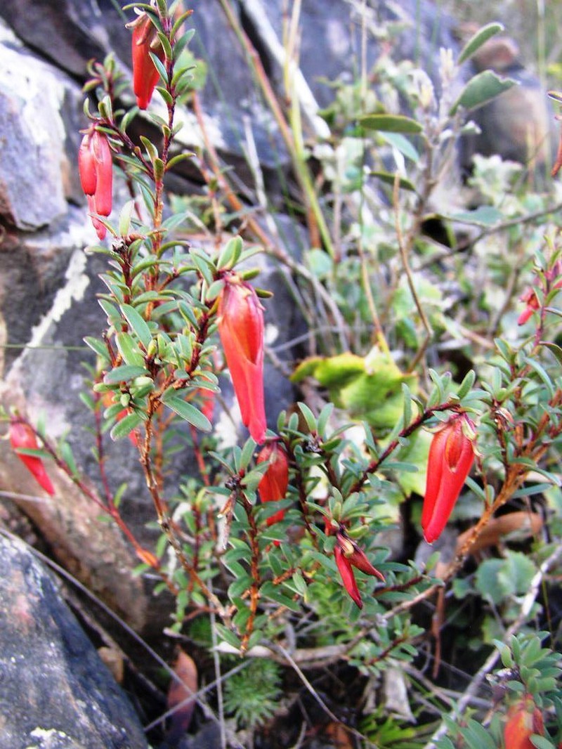 Darwinia hypericifolia photo 3