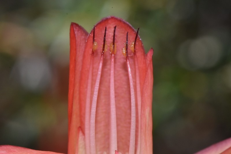 Darwinia hypericifolia photo 4