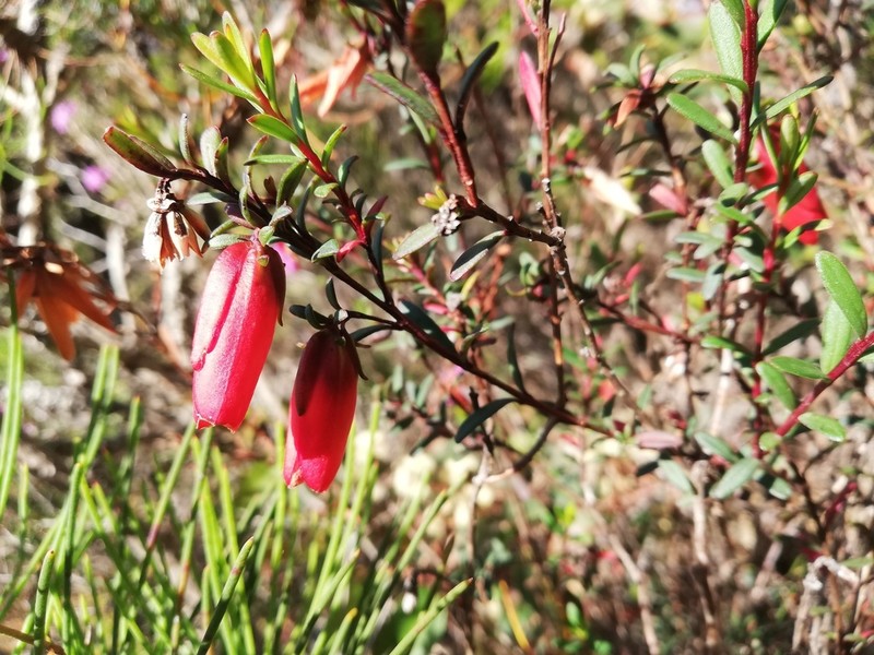 Darwinia hypericifolia photo 5