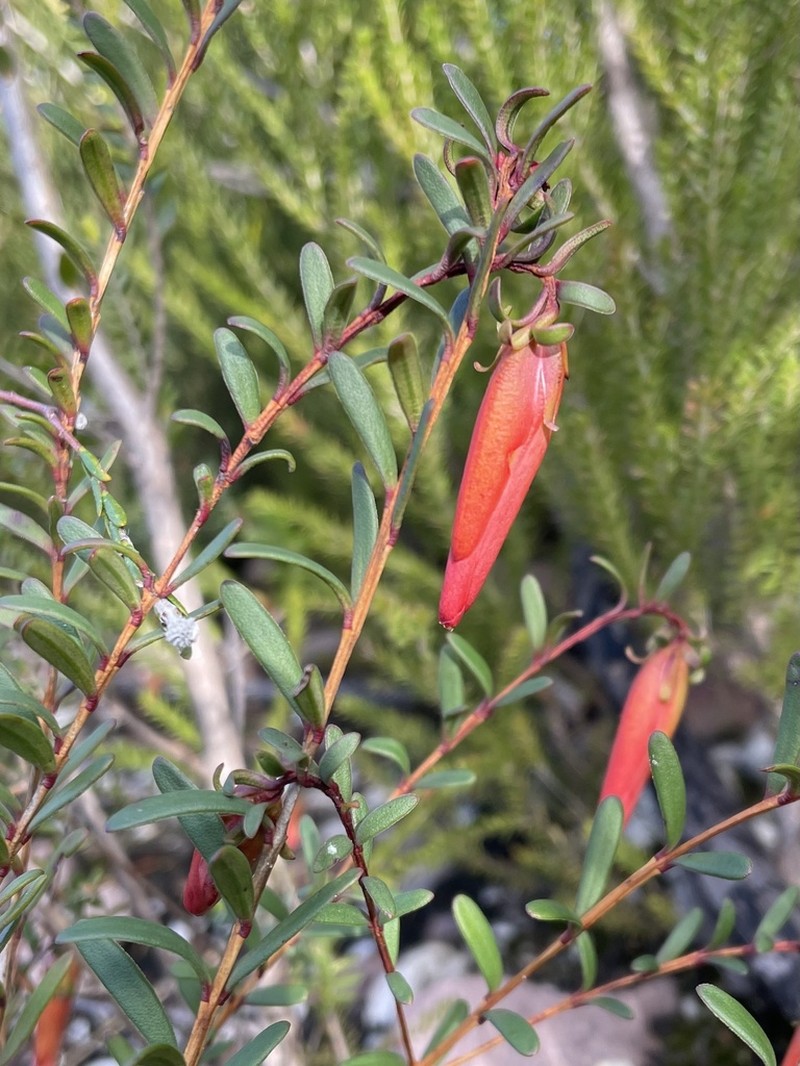 Darwinia hypericifolia photo 6