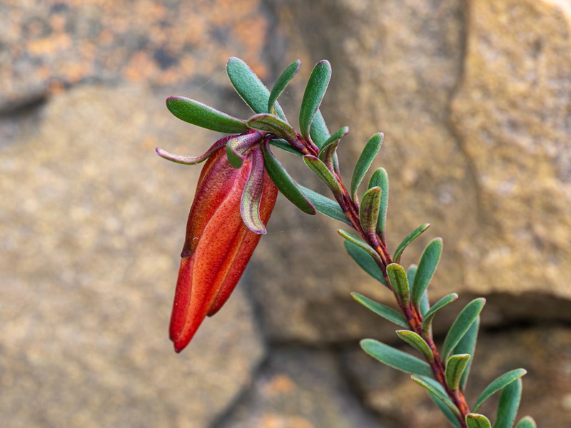 Darwinia hypericifolia photo 7