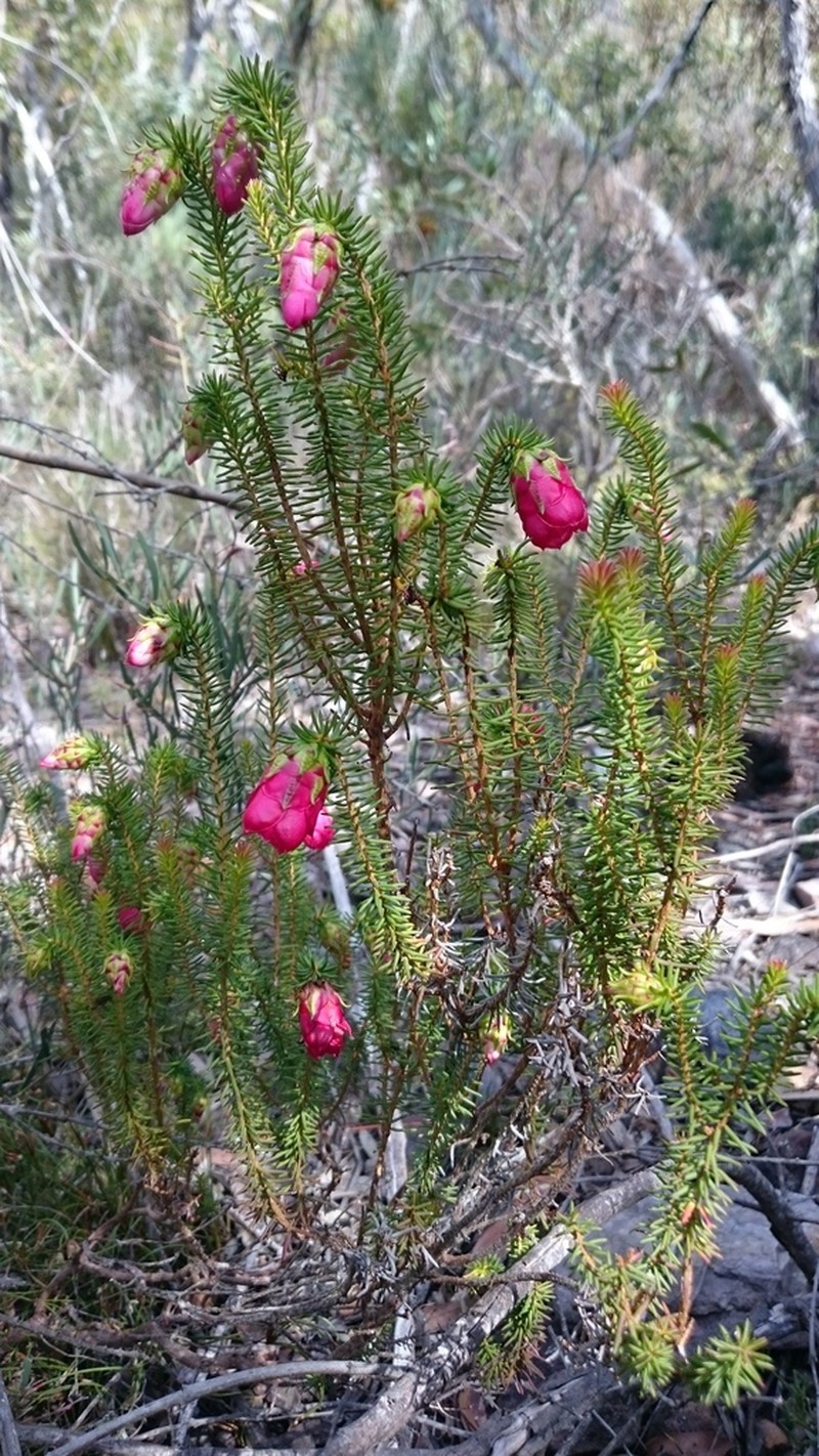 Darwinia leiostyla