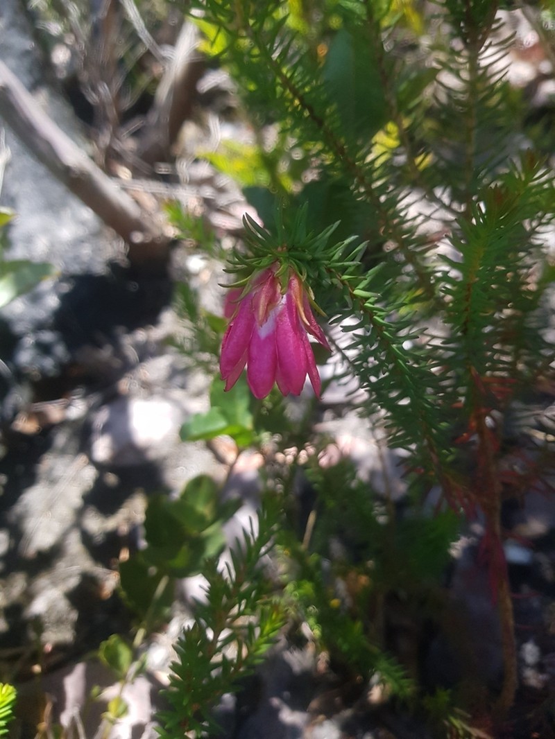 Darwinia leiostyla photo 2