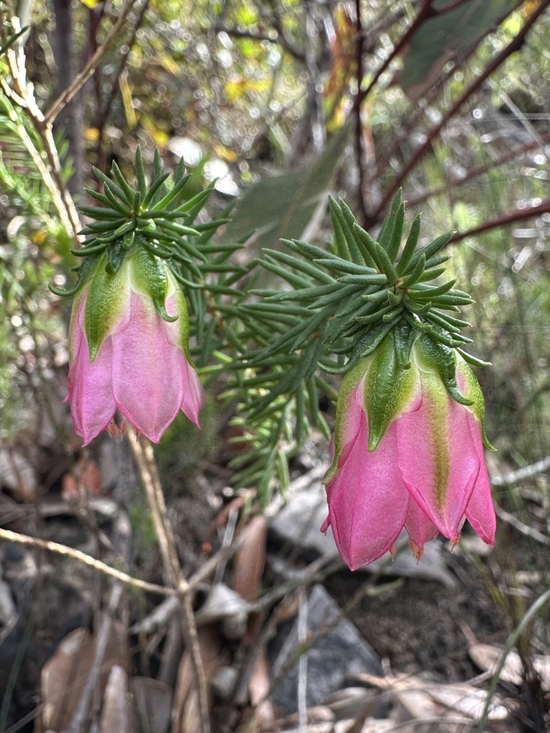 Darwinia leiostyla photo 3